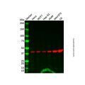 GNA12 Antibody