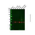 GNAO1 Antibody