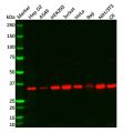 GNB1 Antibody