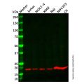 GNLY/Granulysin Antibody