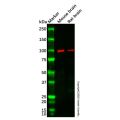 GPBB Antibody