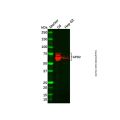 Recombinant GPD2 Antibody