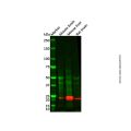 GPM6B Antibody
