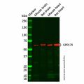 GPR176 Antibody