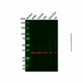 GRAP2 Antibody
