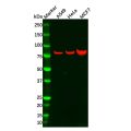 Recombinant GRK2 Antibody