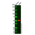 Growth hormone receptor Antibody