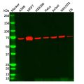 Grp75 Antibody
