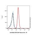 GRP78 BiP Mouse mAb