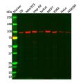GRP94 Antibody