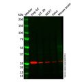 Recombinant GSC Antibody
