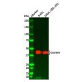 GSDMB Antibody