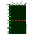 Recombinant GSK3 alpha Antibody