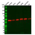 Recombinant GSK3 beta Antibody