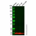 Guanylin Antibody