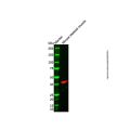 HAPLN4 Antibody