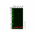 HBXIP Antibody