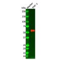 Hck Mouse mAb