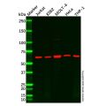 Recombinant HDAC1 Antibody