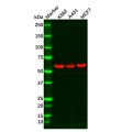 Recombinant HDAC2 Antibody