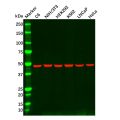 HDAC3 Mouse mAb