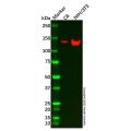 HDAC4 Mouse mAb