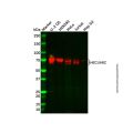 Recombinant HEC1/HEC Antibody