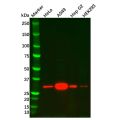 Heme Oxygenase 1 Mouse mAb