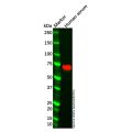 Recombinant Hemopexin Antibody