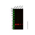 Recombinant Hes1 Antibody