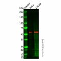 HEXIM1 Mouse mAb