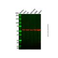 hHR23b Mouse mAb