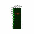HIF-2-alpha Antibody