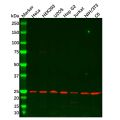 HIP2/LIG Antibody