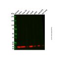 Recombinant Histone H2A Antibody