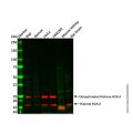 Recombinant Histone H2A.X Antibody