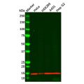 Recombinant Histone H4 Antibody