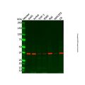 HLA E Antibody