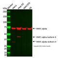 HNF1 alpha Antibody