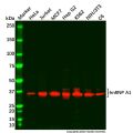 hnRNP A1 Antibody