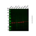 Recombinant hnRNP C1+C2/HNRNPC Antibody