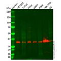 hnRNP D/AUF1 Antibody
