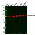 Recombinant hnRNP M1-M4 Antibody