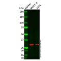 HO-2 Antibody