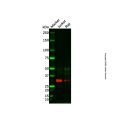 HOXD13 Antibody