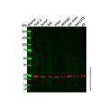 Recombinant HP1 alpha Antibody