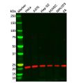 HP1 gamma/CBX3 Antibody
