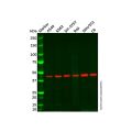 Recombinant HRH3/H3R Antibody