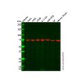 HSC70 Mouse mAb
