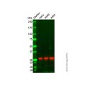 Recombinant Hsp27 Antibody